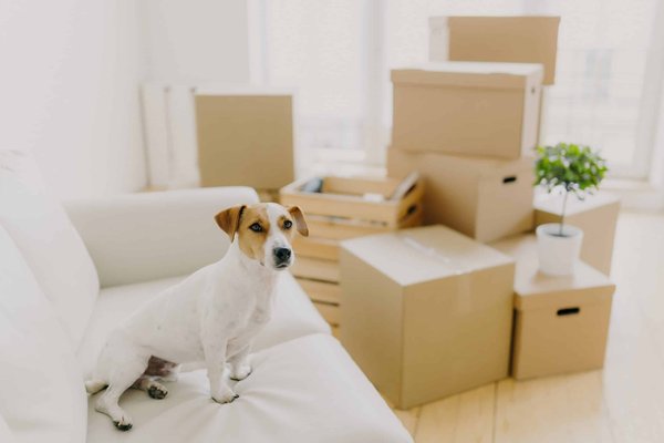 Quels sont les meilleurs coussins pour un canapé en cuir ?