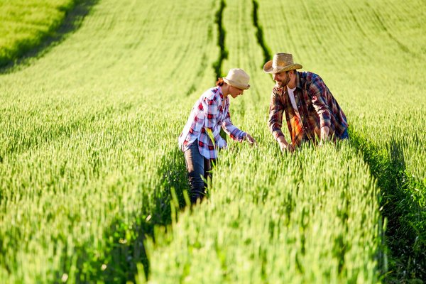 Comment cultiver des légumes exotiques dans un climat tempéré ?